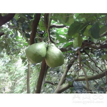 自家果園直供，白心蜜柚批發(fā)，甜潤多汁，品質保證